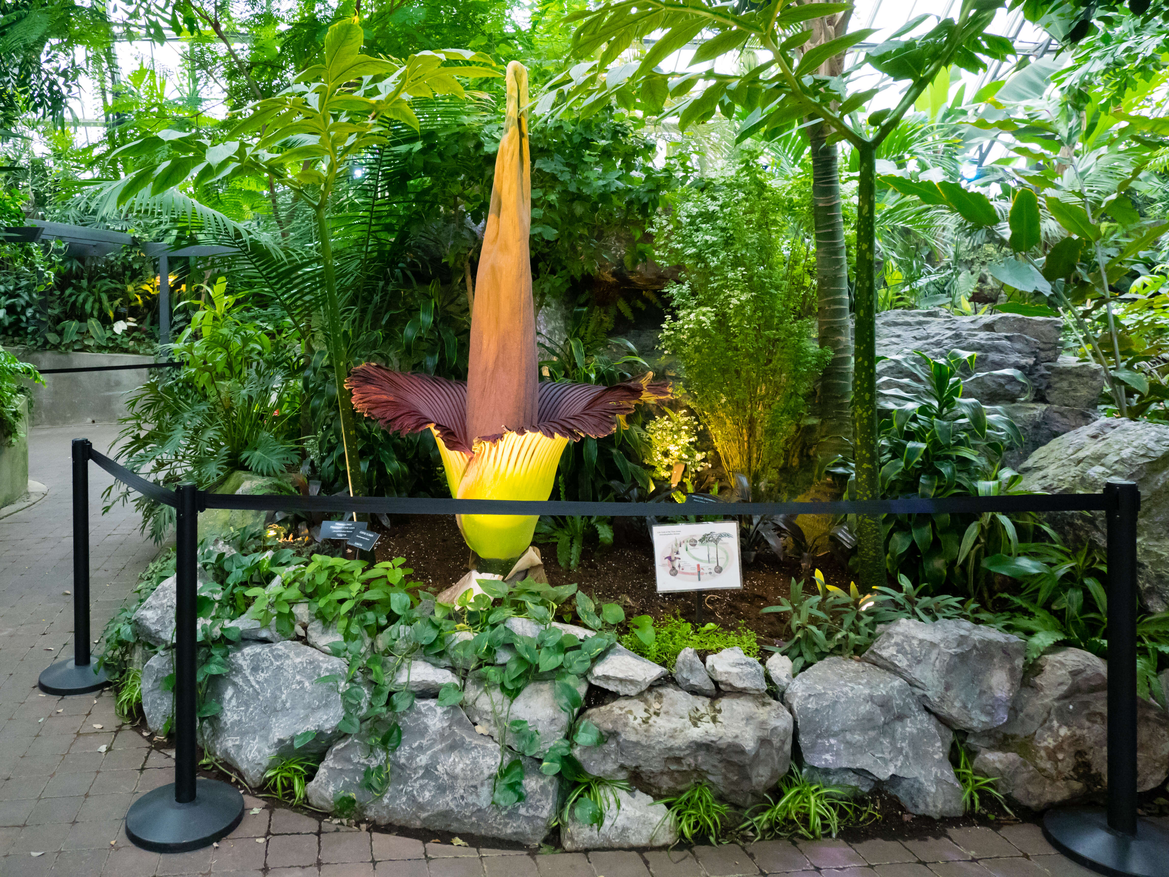 Amorphophallus titanum (Becc.) Becc. resmi