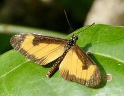 Image de Acraea alciope Hewitson 1852