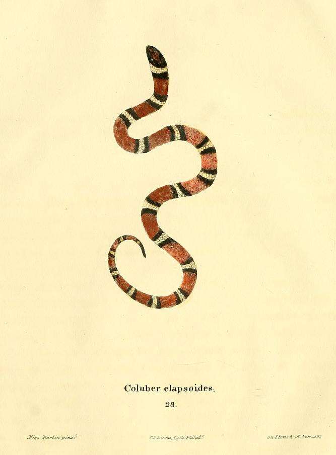 Image of Lampropeltis elapsoides (Holbrook 1838)