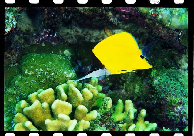 Image of Big long-nosed Butterflyfish