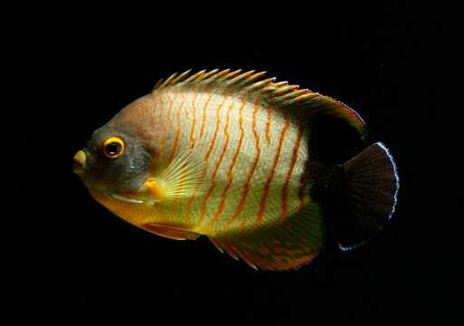 Image of Blacktail Angelfish