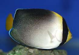 Image of Red Sea Butterflyfish