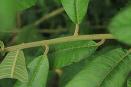 Image of Centropogon ferrugineus (L. fil.) Gleason