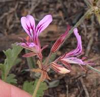 Image of Pelargonium multicaule subsp. multicaule