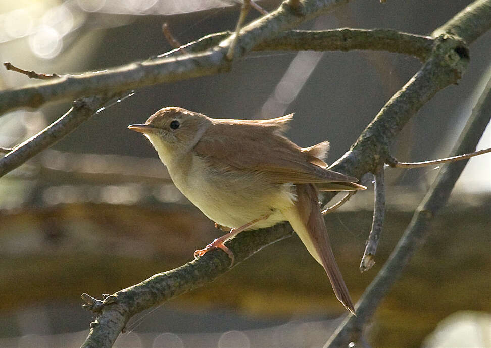 Image of nightingale, common nightingale