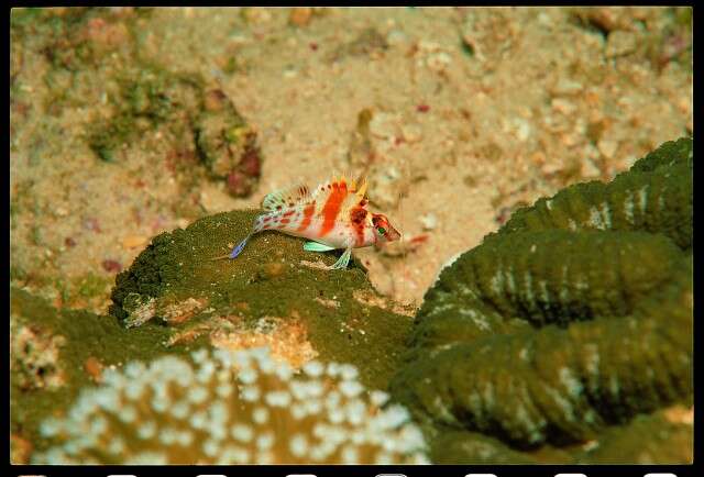 Image of Coral Hawkfish