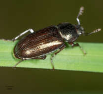 Image of Platyceroides aeneus (Van Dyke 1928)