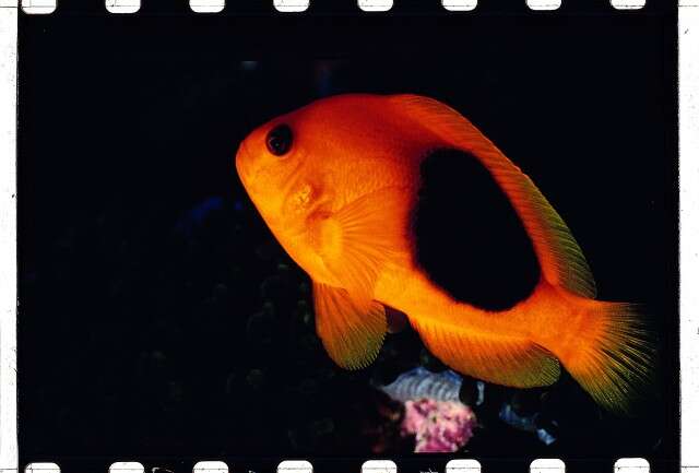 Image of Red saddleback anemonefish