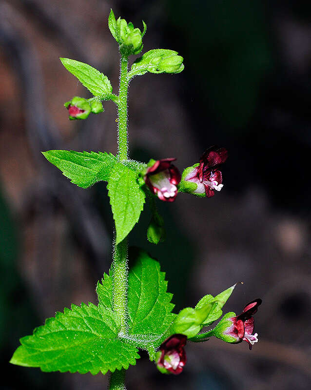 Image de Scrophularia arguta Sol.