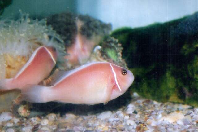 Image of Pink anemonefish