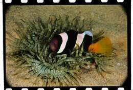 Image de Amphiprion sebae Bleeker 1853