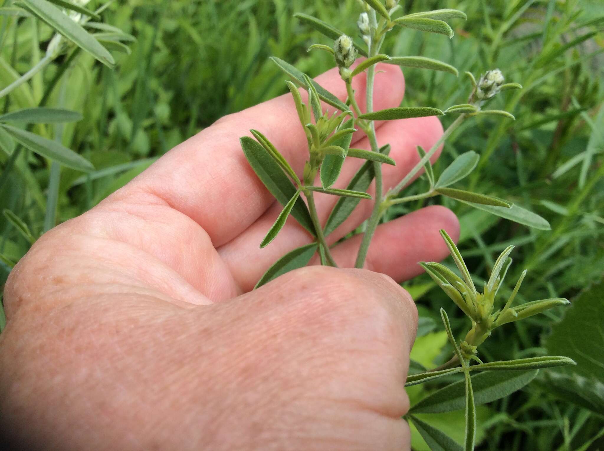 Image of <i>Pediomelum tenuiflorum</i>