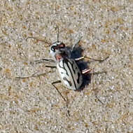 Слика од Habrodera capensis (Linnaeus 1764)