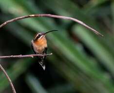 Phaethornis idaliae (Bourcier & Mulsant 1856) resmi