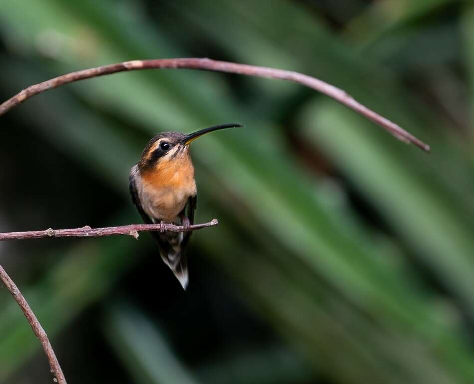 Phaethornis idaliae (Bourcier & Mulsant 1856) resmi