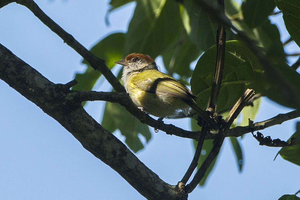 صورة Hylophilus amaurocephalus (Nordmann 1835)