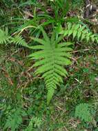 Plancia ëd Coryphopteris castanea (Tagawa) Y. Hang Chang, Ebihara & L. Y. Kuo