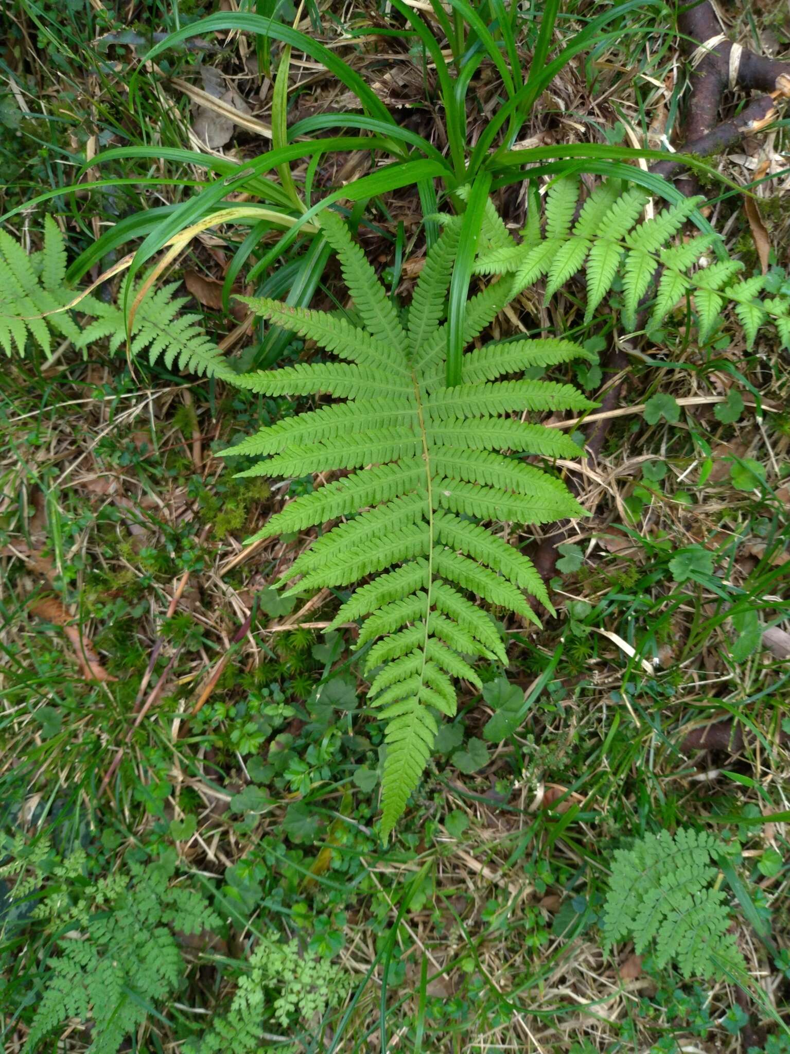 Image de Coryphopteris castanea (Tagawa) Y. Hang Chang, Ebihara & L. Y. Kuo