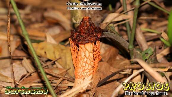 Image of Phallus cinnabarinus (W. S. Lee) Kreisel 1996