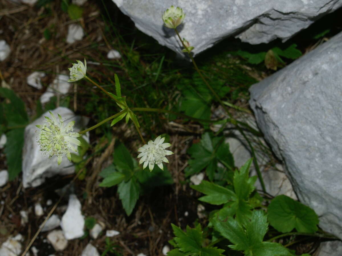 Imagem de Astrantia bavarica F. W. Schultz