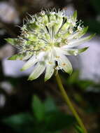 Imagem de Astrantia bavarica F. W. Schultz