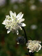 Imagem de Astrantia bavarica F. W. Schultz