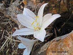 Image of Colchicum macrophyllum B. L. Burtt