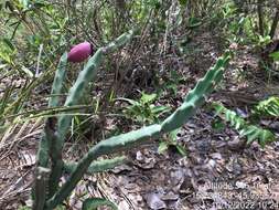Image of Cereus mirabella N. P. Taylor