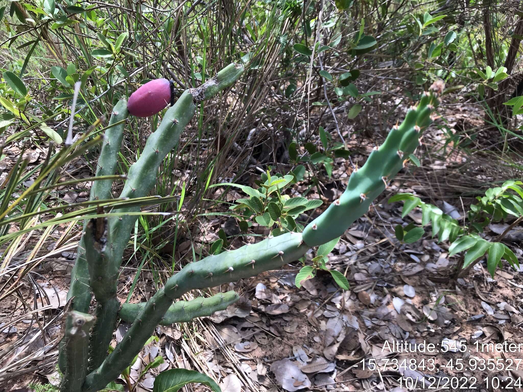 Image de Cereus mirabella N. P. Taylor