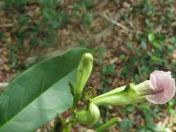 Image of Bignonia corymbosa (Vent.) L. G. Lohmann