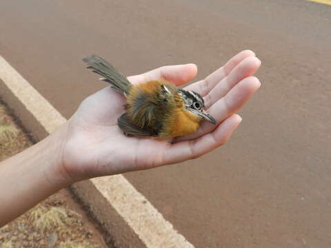 Image of Bertoni's Antbird