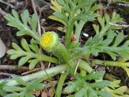 Image of Leptinella filicula (Hook. fil.) Hook. fil.