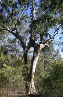 Image of Eucalyptus michaeliana Blakely