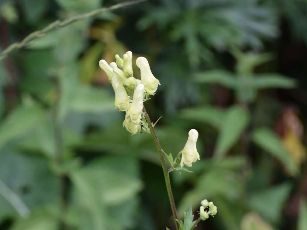 Image of monkshood