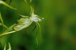 Image de Habenaria nyikana Rchb. fil.