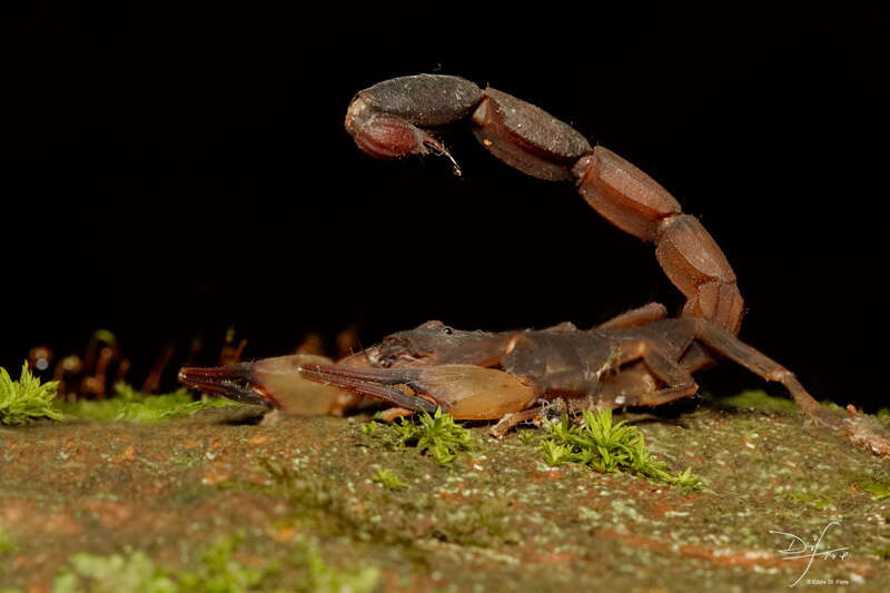 Image of Tityus bahiensis (Perty 1833)