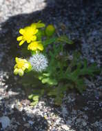 Image of Senecio incrassatus Lowe