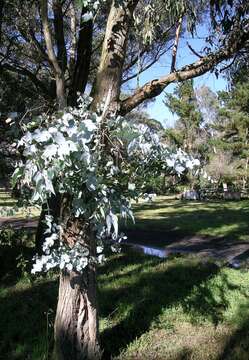 Image of Eucalyptus nova-anglica Deane & Maiden