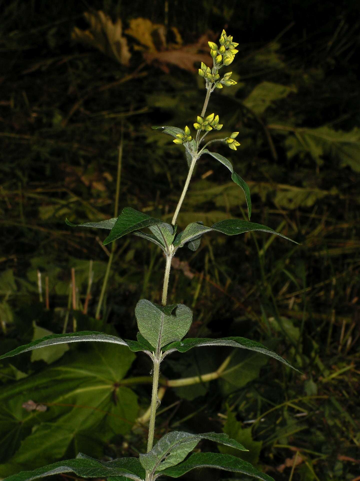 Image of Yellow Loosestrife