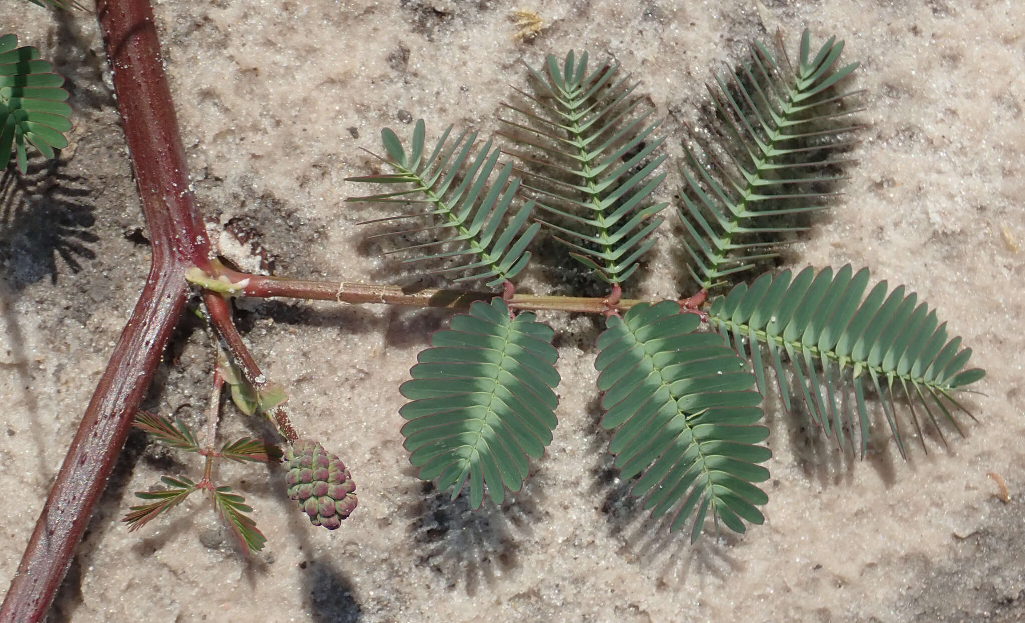 Image of Water Mimosa