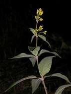 Image of Yellow Loosestrife