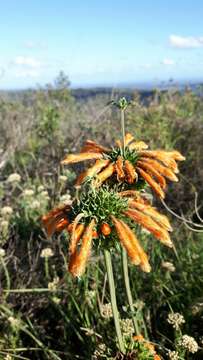 Image of Broadleaf leonotis