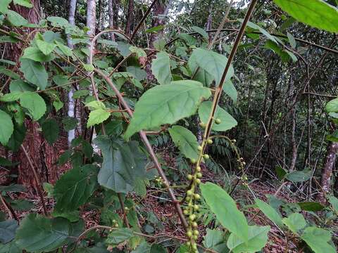 Image of Maesa dependens var. pubescens Benth.