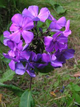 Image of fall phlox