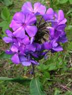 Image of fall phlox