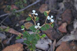 Image of Spyridium thymifolium Reiss.