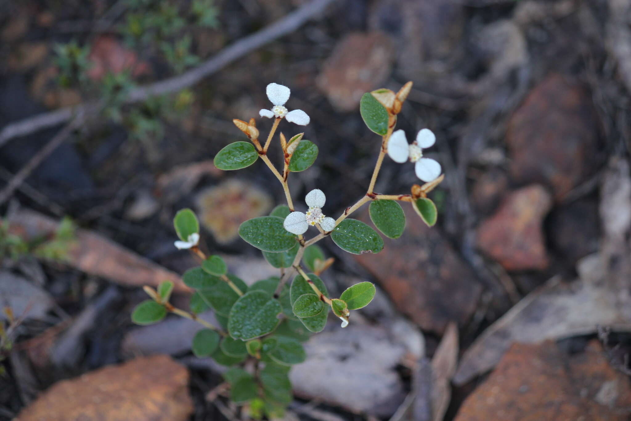 صورة Spyridium thymifolium Reiss.