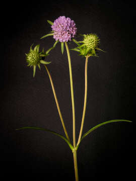 Image of Devil’s Bit Scabious