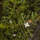 Image de Cyanothamnus inflexus subsp. inflexus