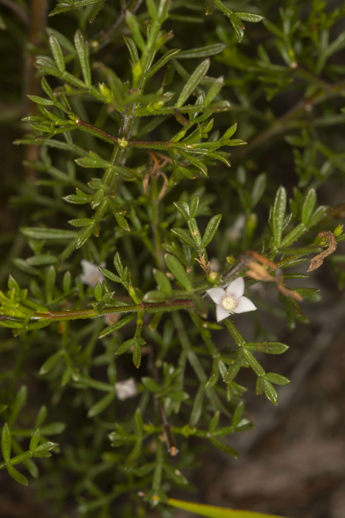 Image of Cyanothamnus inflexus subsp. inflexus